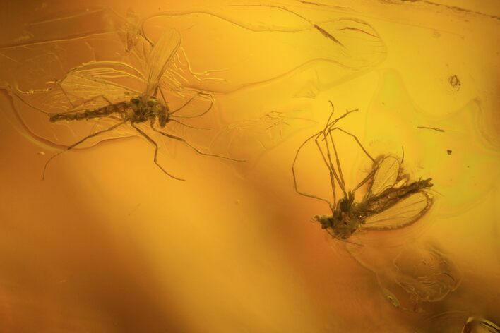Detailed Fossil Flies (Diptera) In Baltic Amber #81780